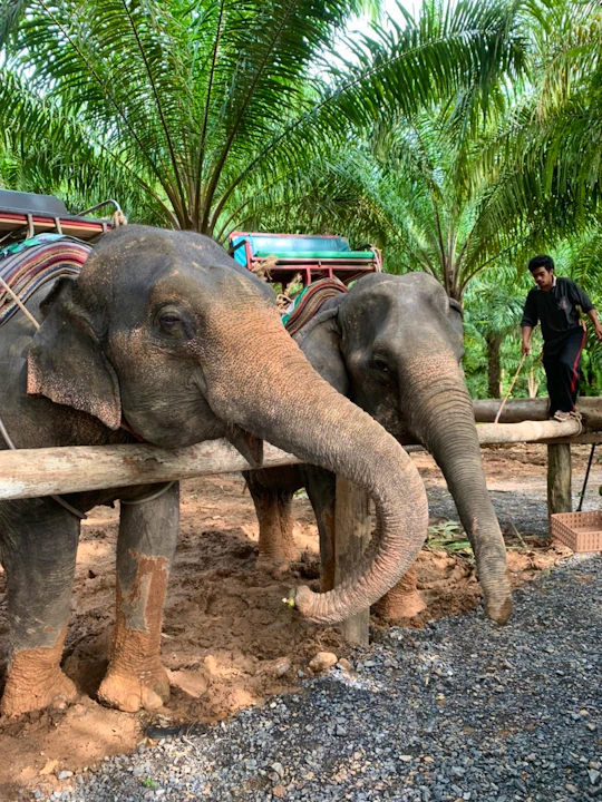 Join Tour White Water Rafting, Flying Fox, Jungle Walk, ATV Adventure and Elephant Trekking from Phuket Ticket